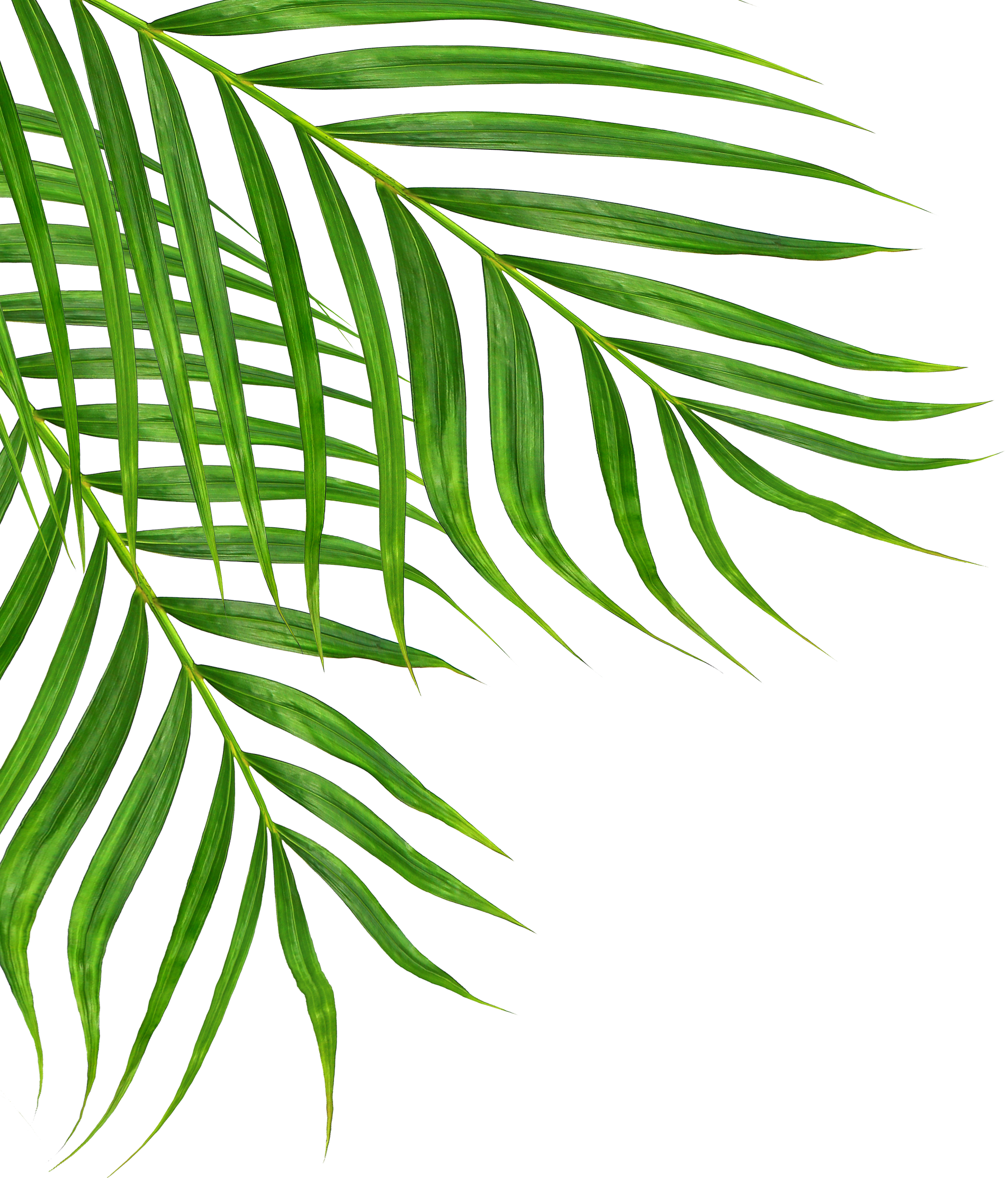 Green Leaves of Palm Tree Isolated on White Background